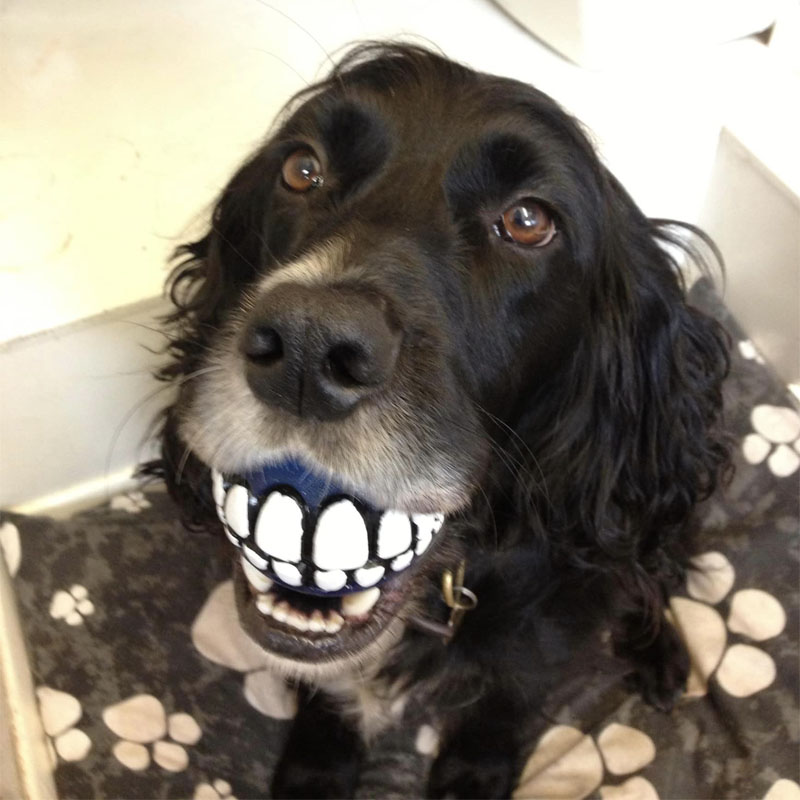 Zebedee, the Performance Driven office dog